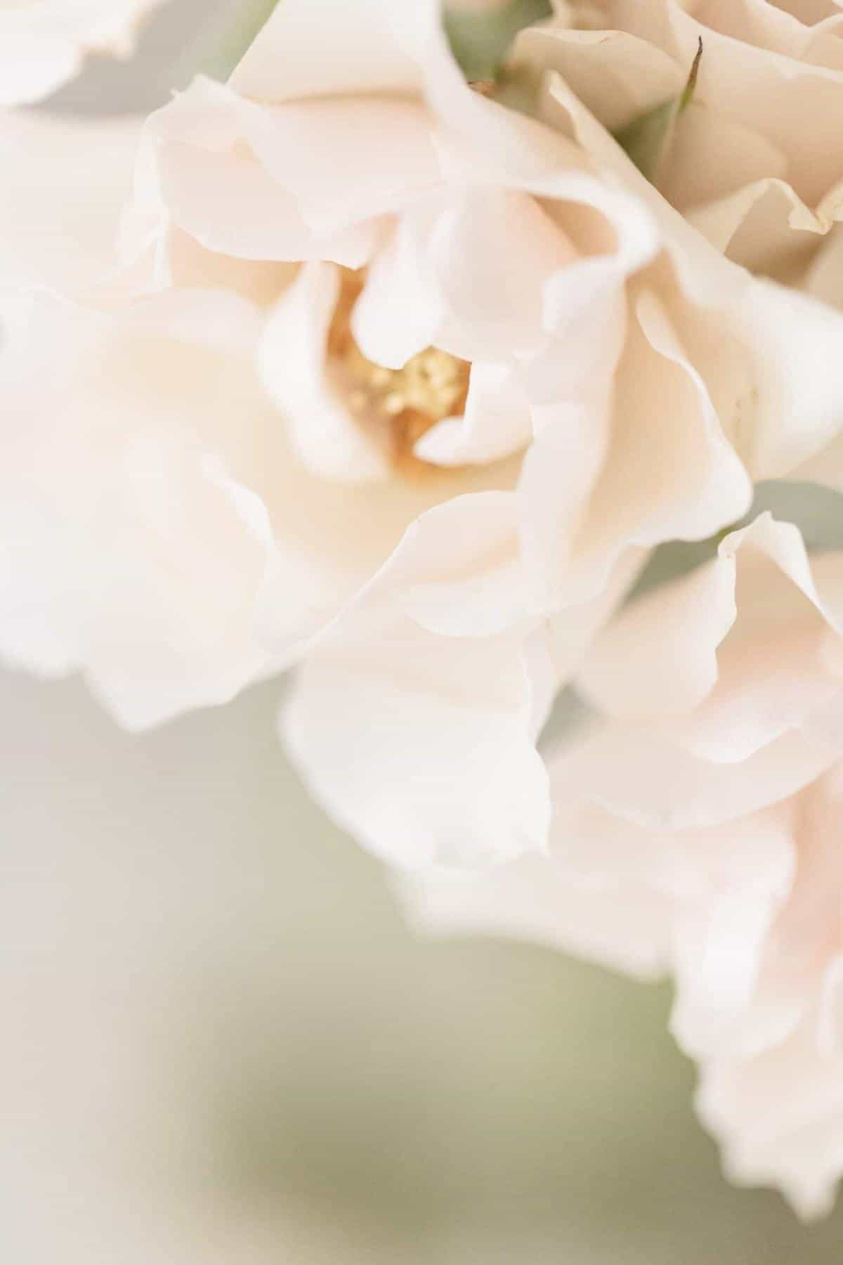 Close up of spray roses